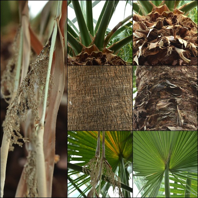 Washingtonia filifera • © Cerlin Ng • All Rights Reserved