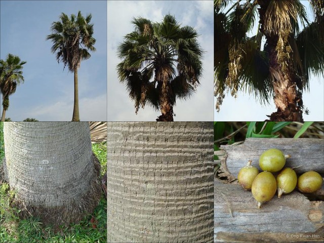 Washingtonia robusta • © Ong Kwan Han • All Rights Reserved