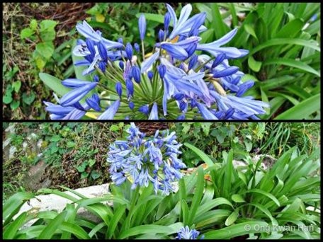 Agapanthus praecox • © Ong Kwan Han • All Rights Reserved