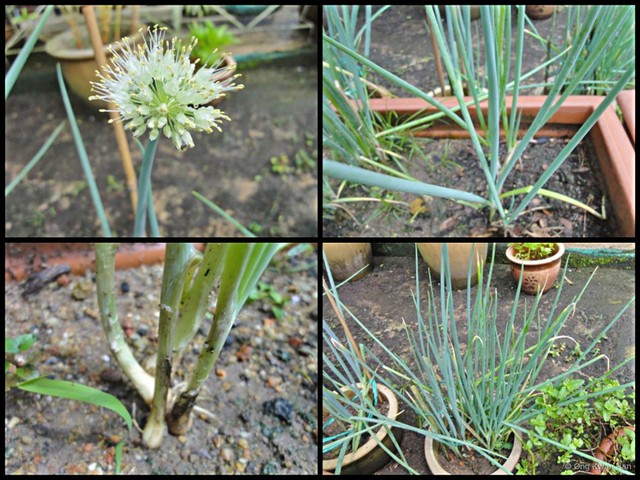 Allium (Cepa) cepa • © Ong Kwan Han • All Rights Reserved