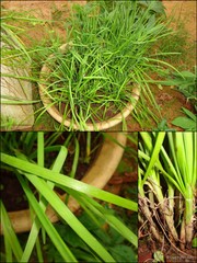 Allium (Butomissa) tuberosum