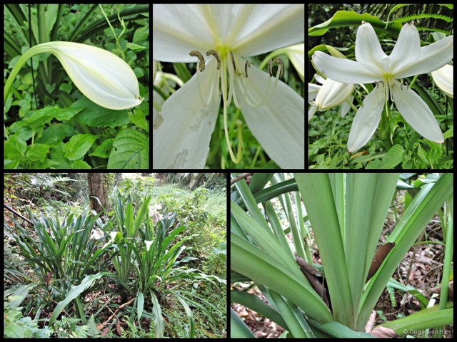 Crinum album • © Ong Kwan Han • All Rights Reserved