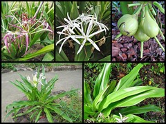 Crinum asiaticum