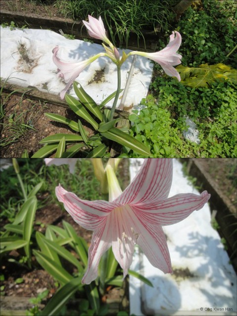 Hippeastrum reticulatum • © Ong Kwan Han • All Rights Reserved