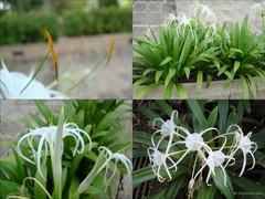 Hymenocallis speciosa