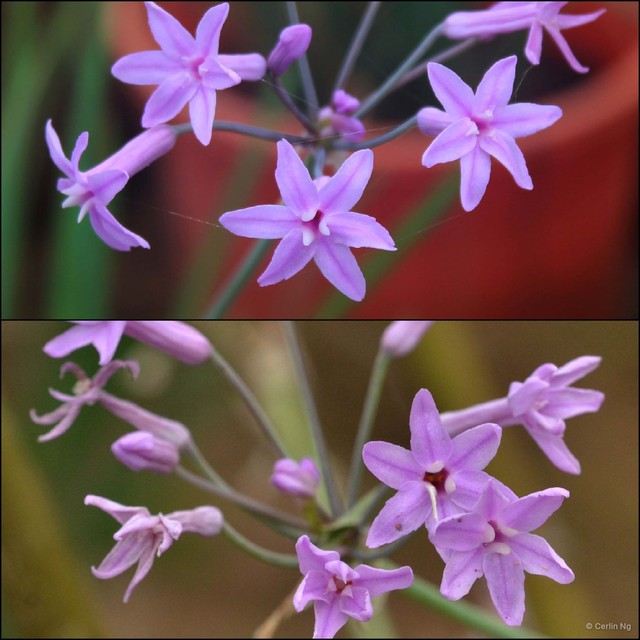 Tulbaghia violacea • © Cerlin Ng • All Rights Reserved