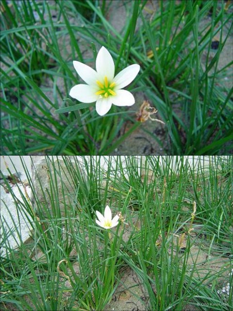 Zephyranthes candida • © Ong Kwan Han • All Rights Reserved