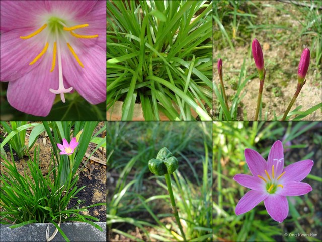 Zephyranthes rosea • © Ong Kwan Han • All Rights Reserved