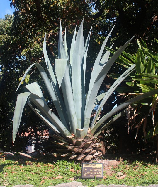 Agave americana • © Cerlin Ng • All Rights Reserved