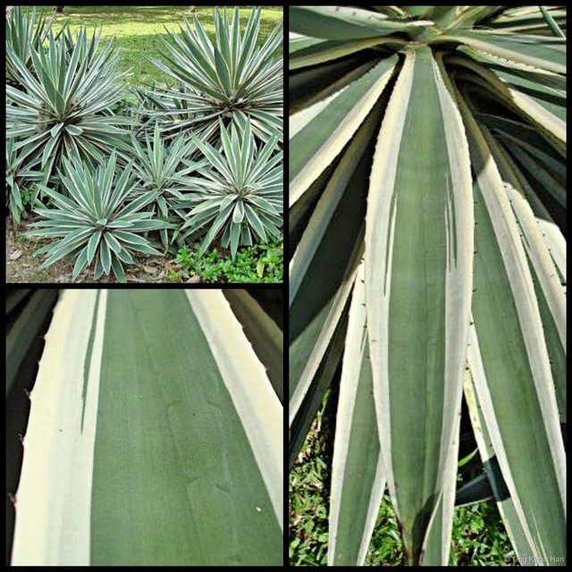 Agave angustifolia • © Ong Kwan Han • All Rights Reserved