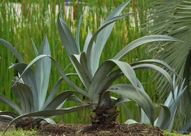 Agave tequilana • © Cerlin Ng • All Rights Reserved