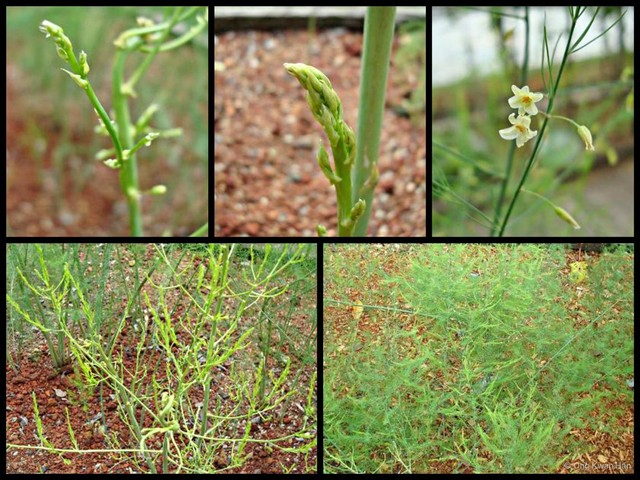 Asparagus officinalis • © Ong Kwan Han • All Rights Reserved