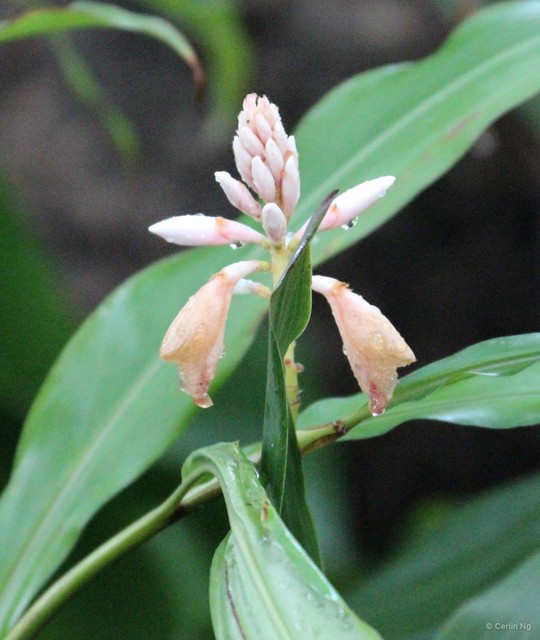 Aspidistra elatior • © Cerlin Ng • All Rights Reserved