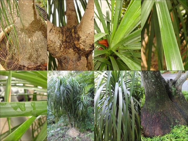 Beaucarnea recurvata • © Ong Kwan Han • All Rights Reserved