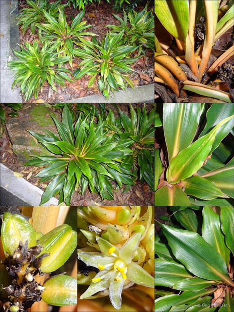 Chlorophytum filipendulum amaniense • © Ong Kwan Han • All Rights Reserved