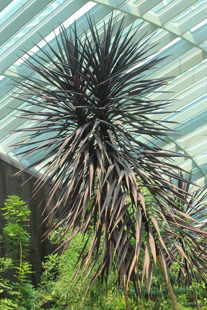 Cordyline australis • © Cerlin Ng • All Rights Reserved