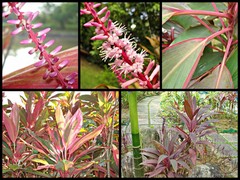 Cordyline fruticosa