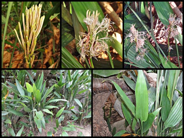 Dracaena aubryana • © Ong Kwan Han • All Rights Reserved