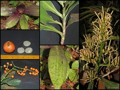 Dracaena cantleyi Baker