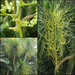 Dracaena cochinchinensis