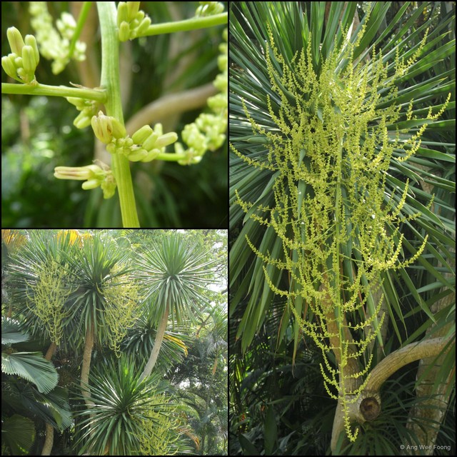 Dracaena cochinchinensis • © Ang Wee Foong • All Rights Reserved