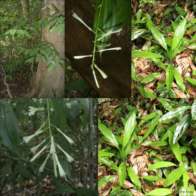 Dracaena elliptica • © Ang Wee Foong • All Rights Reserved