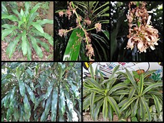 Dracaena fragrans