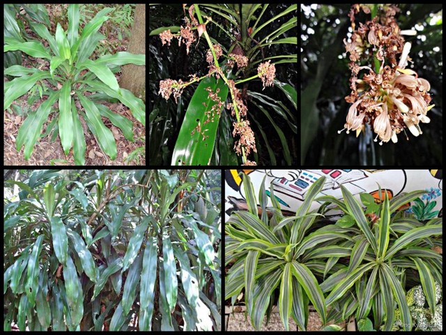 Dracaena fragrans • © Ong Kwan Han • All Rights Reserved