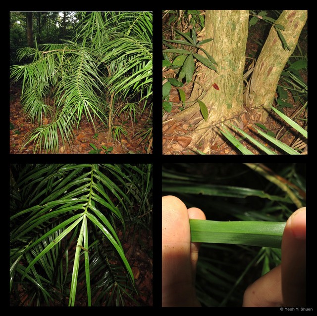 Dracaena granulata • © Yeoh Yi Shuen • All Rights Reserved
