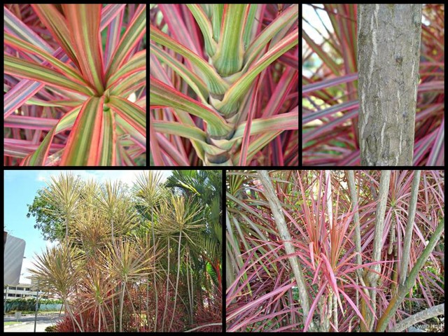 Dracaena marginata • © Ong Kwan Han • All Rights Reserved