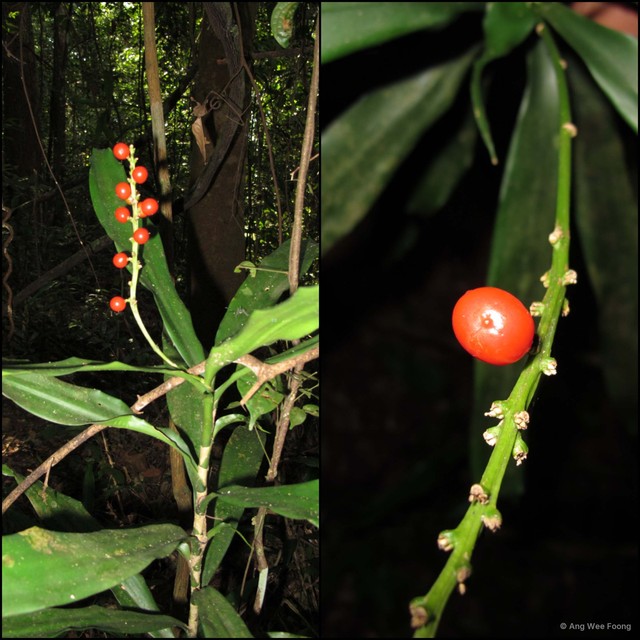 Dracaena porteri • © Ang Wee Foong • All Rights Reserved