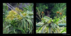 Dracaena reflexa Lam.