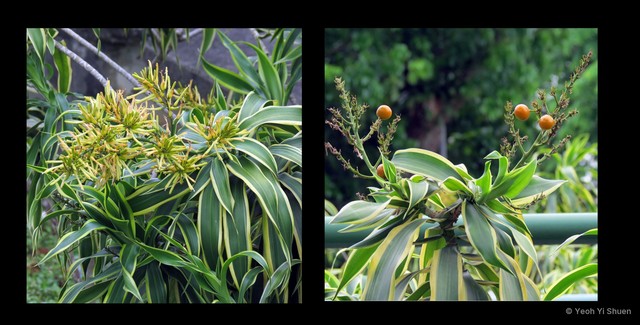 Dracaena reflexa • © Yeoh Yi Shuen • All Rights Reserved