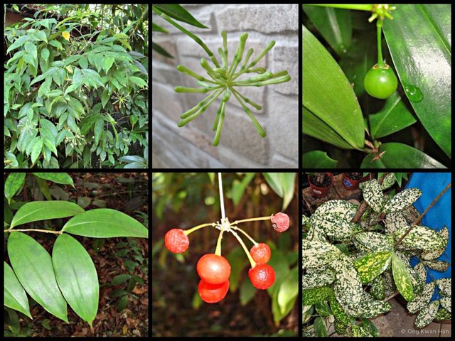 Dracaena surculosa • © Ong Kwan Han • All Rights Reserved