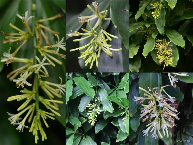 Dracaena umbratica • © Cerlin Ng • All Rights Reserved