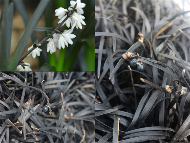 Ophiopogon planiscapus • © Cerlin Ng • All Rights Reserved