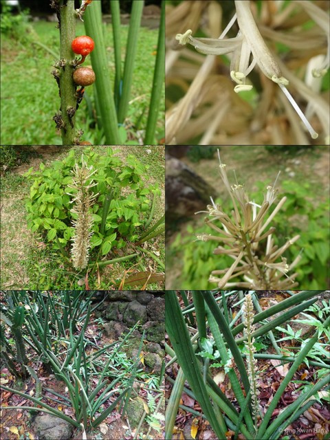Sansevieria cylindrica • © Ong Kwan Han • All Rights Reserved