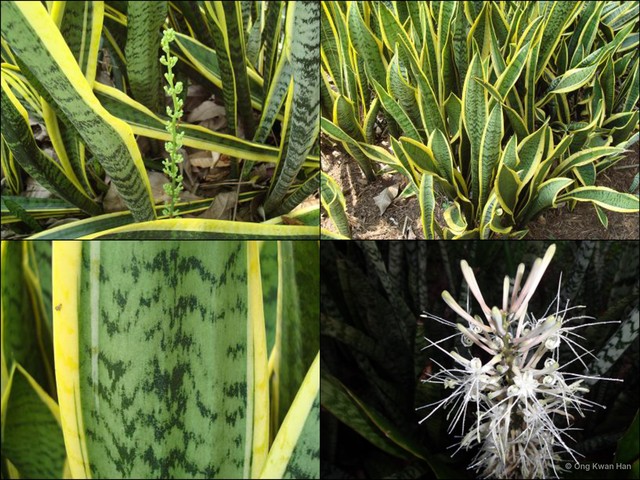 Sansevieria trifasciata • © Ong Kwan Han • All Rights Reserved