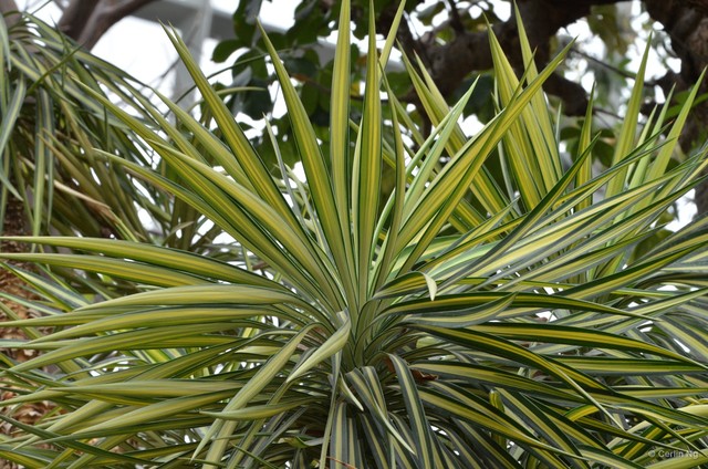 Yucca aloifolia • © Cerlin Ng • All Rights Reserved