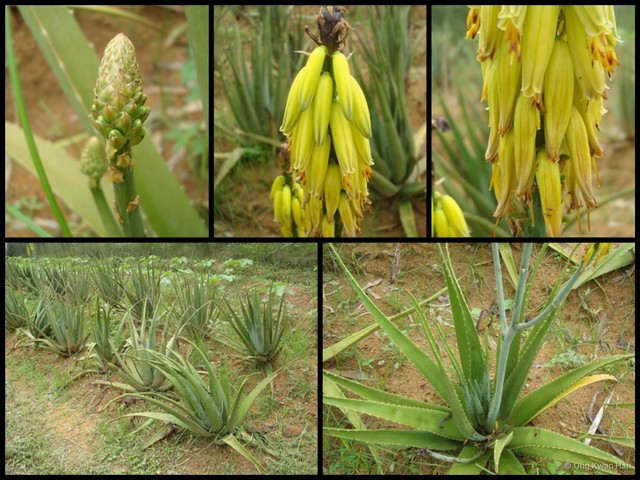 Aloe vera • © Ong Kwan Han • All Rights Reserved