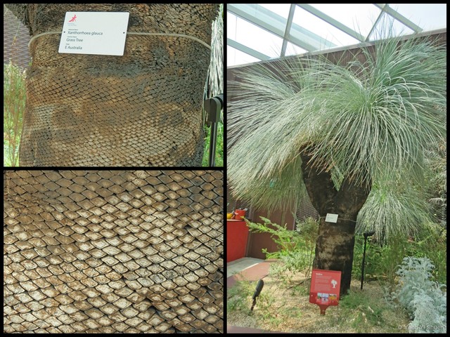 Xanthorrhoea glauca • © Yeoh Yi Shuen • All Rights Reserved