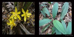 Curculigo latifolia var. latifolia