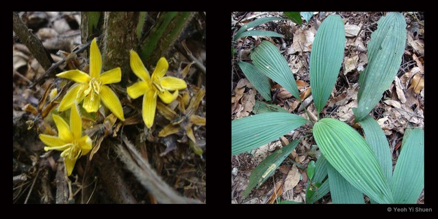 Curculigo latifolia var. latifolia • © Yeoh Yi Shuen • All Rights Reserved