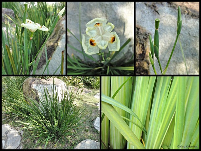 Dietes bicolor • © Ong Kwan Han • All Rights Reserved