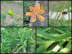 Iris (Pardanthopsis) domestica