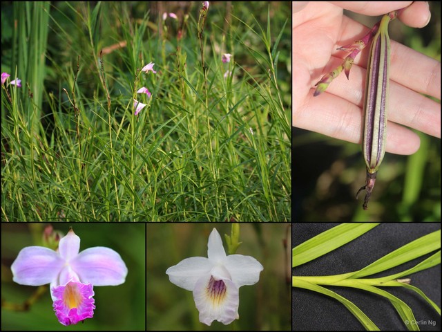 Arundina graminifolia • © Cerlin Ng • All Rights Reserved