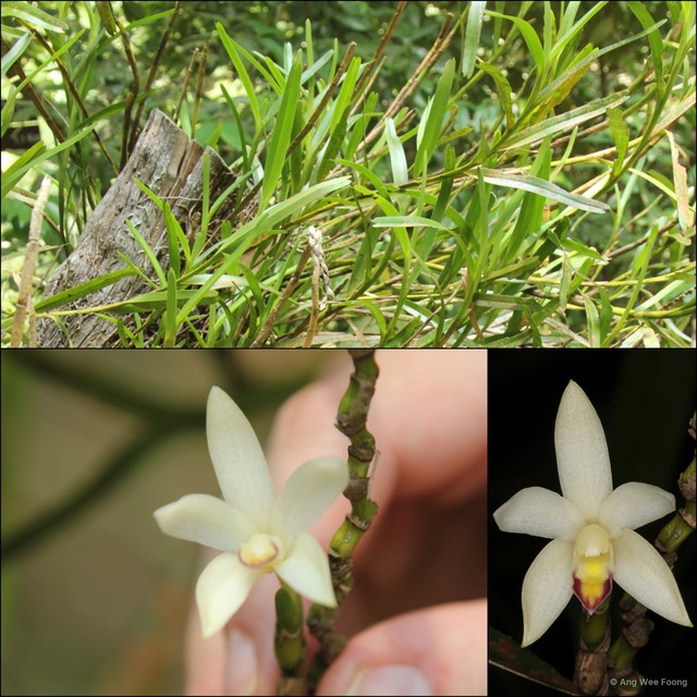 Bromheadia alticola • © Ang Wee Foong • All Rights Reserved