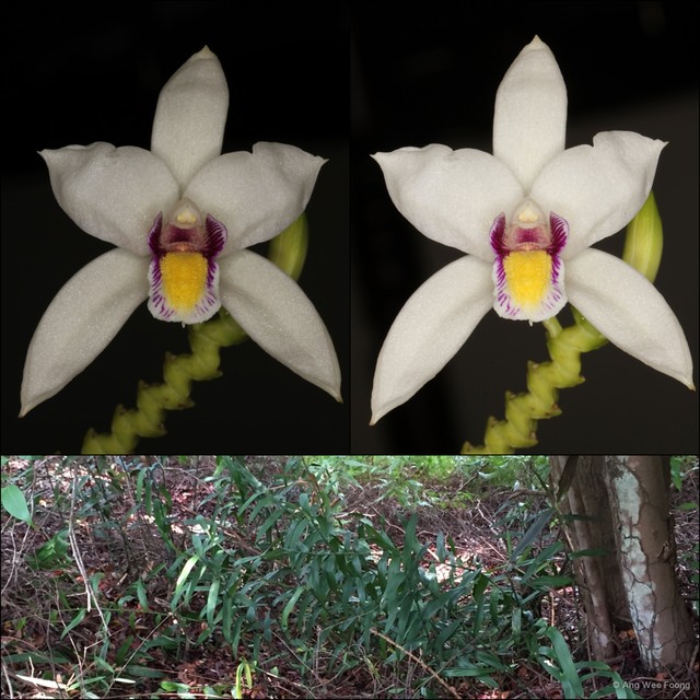 Bromheadia finlaysoniana • © Ang Wee Foong • All Rights Reserved