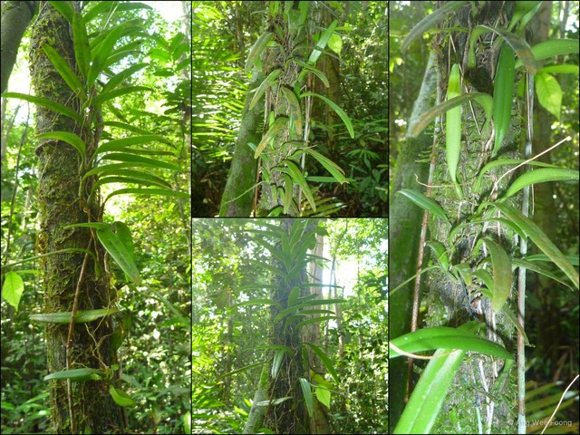 Bulbophyllum acuminatum • © Ang Wee Foong • All Rights Reserved