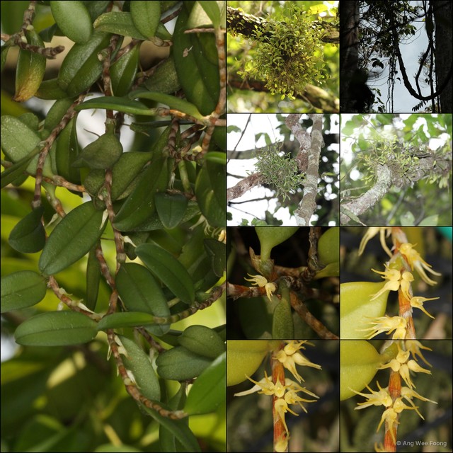 Bulbophyllum clandestinum • © Ang Wee Foong • All Rights Reserved